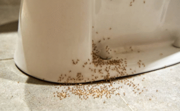 ants in bathroom