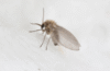 gnats in bathroom