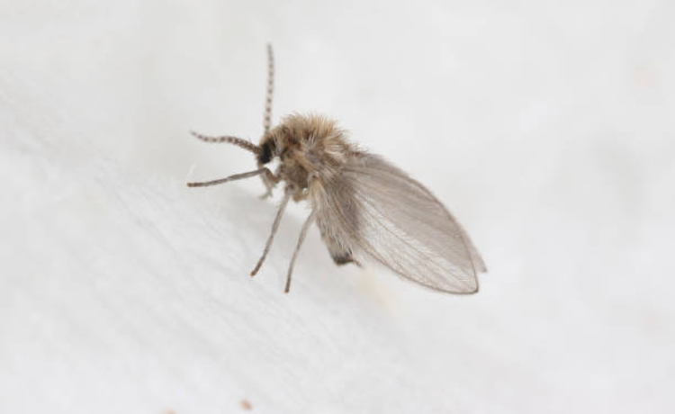 gnats in bathroom