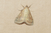 How to Get Rid of Carpet Moths