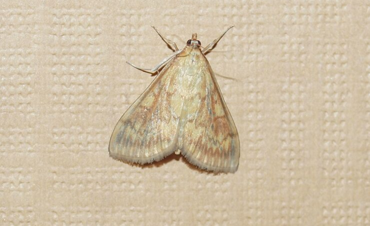 How to Get Rid of Carpet Moths