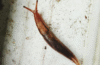 How to Get Rid of Slugs in my House