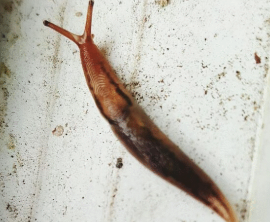 How to Get Rid of Slugs in my House