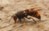 queen wasp