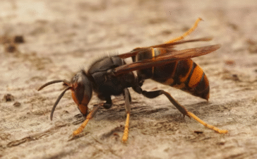 queen wasp