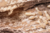 Termites UK