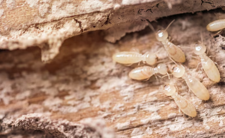 Termites UK