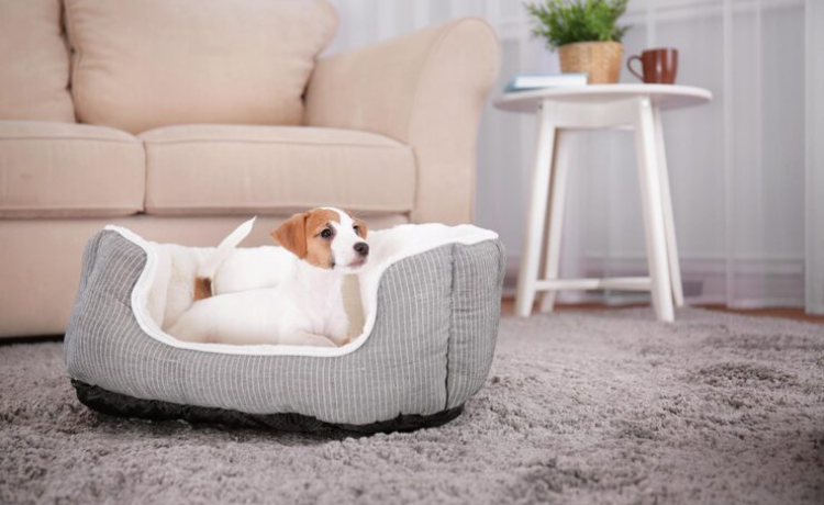 dog sofa bed