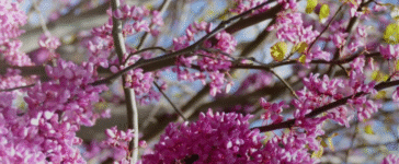 Tree blooms pink flowers