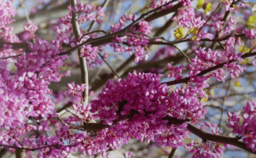 Tree blooms pink flowers