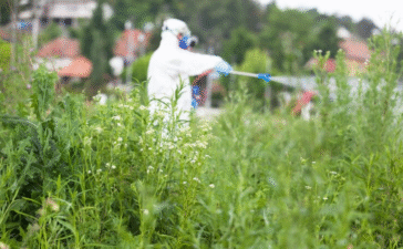 killed lawn with weed killer