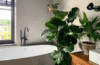 bathroom plants