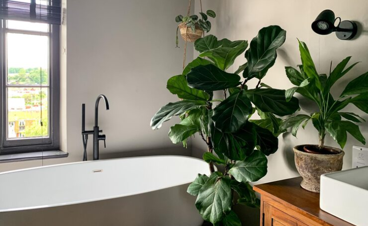 bathroom plants