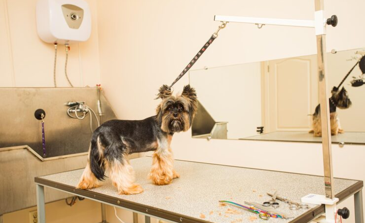 Dog Grooming Tables