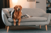 dog friendly sofas