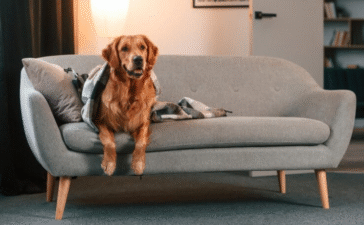 dog friendly sofas