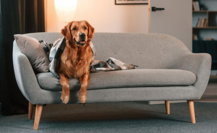 dog friendly sofas