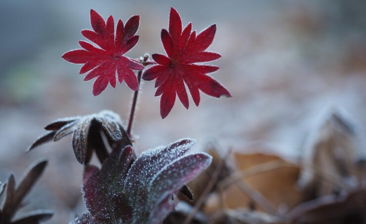 Flowers that bloom in late winter nyt