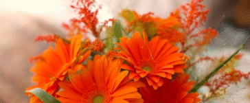 flowers with orange