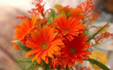 flowers with orange