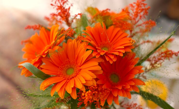 flowers with orange