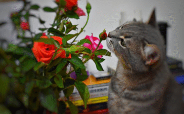 Flowers Safe for Cats