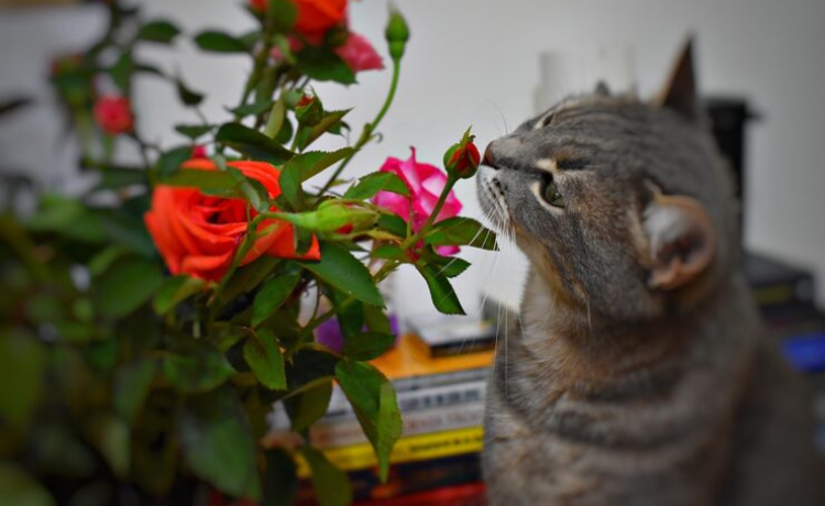 Flowers Safe for Cats