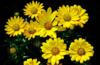 yellow colour flowers