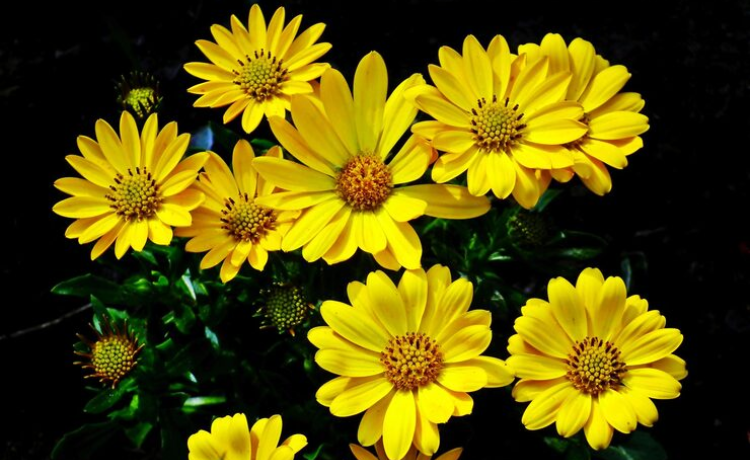 yellow colour flowers