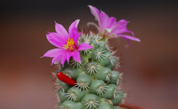 Cactus Flowers