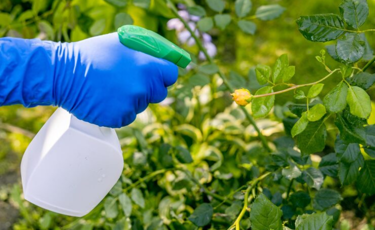 spectracide weed stop for lawns