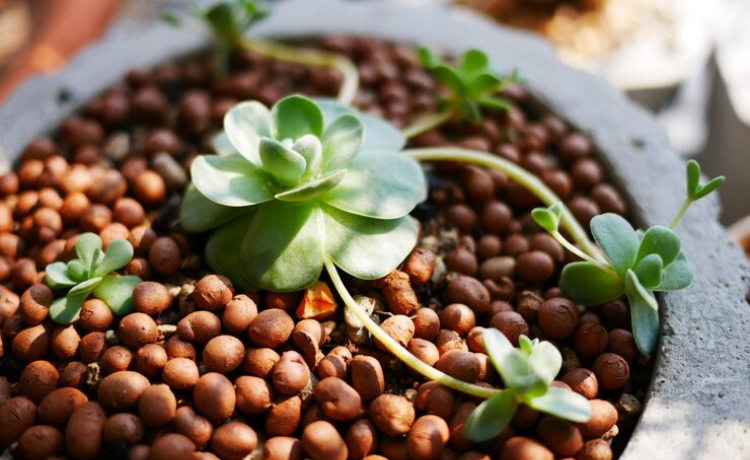 clover seeds for lawn