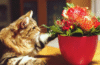 what flowers are safe for cats
