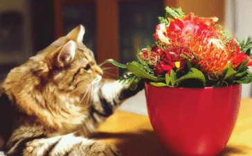 what flowers are safe for cats