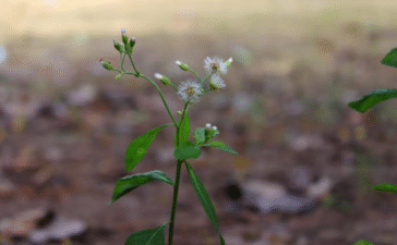 grow in shade flowers