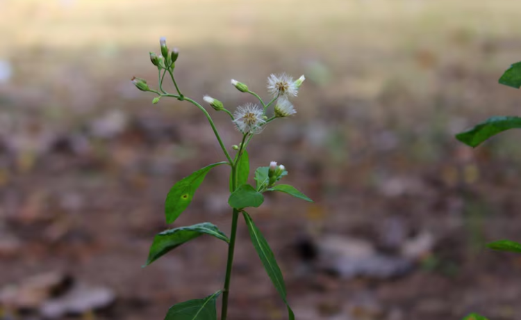 grow in shade flowers