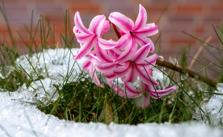 flowers starting with a