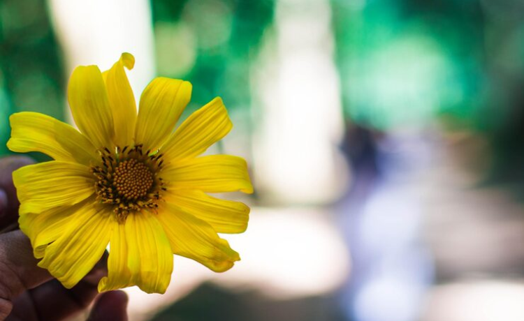 yellow flowers meaning