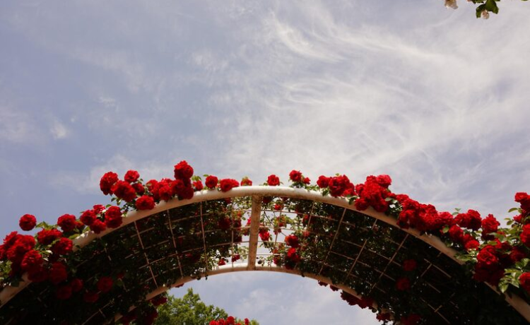 bridge of flowers