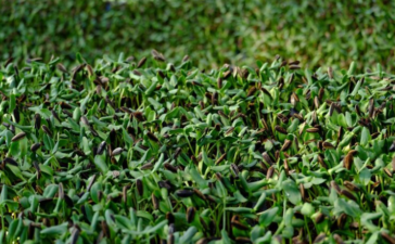 clover lawn seed