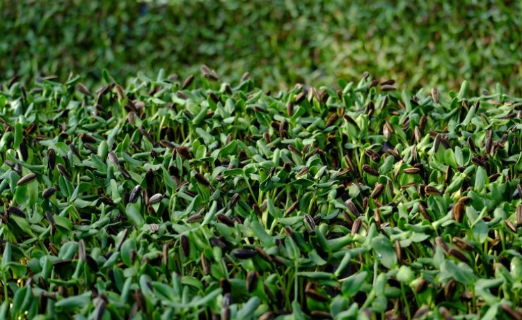 clover lawn seed
