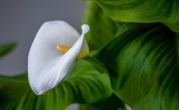 flowers that start with c