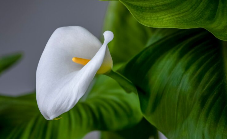 flowers that start with c