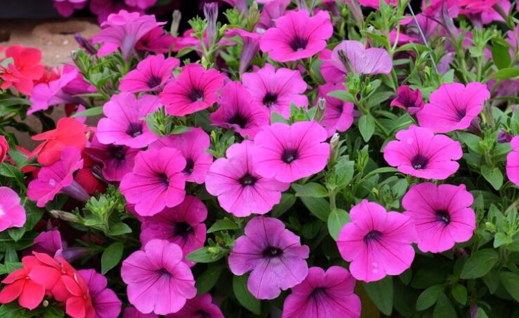 flowers that start with p