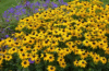 full sun flowers and shrubs