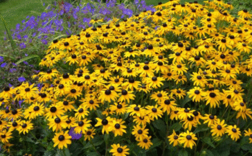 full sun flowers and shrubs
