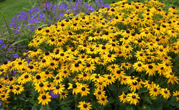 full sun flowers and shrubs