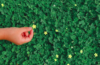 how to get rid of clover grass on lawn