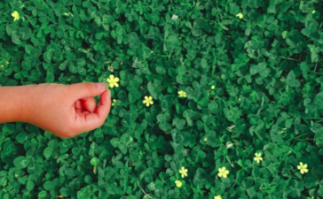 how to get rid of clover grass on lawn