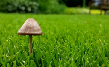 lawn and mushrooms